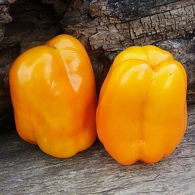 Оранжевый рыцарь